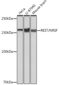 Anty-REST/NRSF