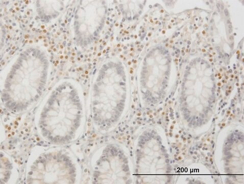 Monoclonal Anti-IRF4 antibody produced in mouse clone 2F2, purified immunoglobulin, buffered aqueous solution