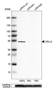 抗-VGLL4 兔抗 Prestige Antibodies&#174; Powered by Atlas Antibodies, affinity isolated antibody, buffered aqueous glycerol solution