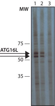 Anti-Atg16L 兔抗 fractionated antiserum, buffered aqueous solution