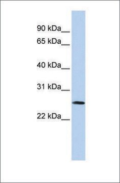 Anti-VGLL1 antibody produced in rabbit affinity isolated antibody