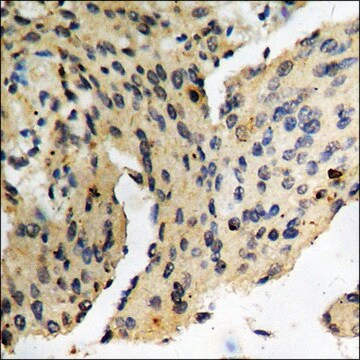 Anti-phospho-PAK3 (pSer154) antibody produced in rabbit affinity isolated antibody