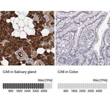 Anti-CA6 antibody produced in rabbit Prestige Antibodies&#174; Powered by Atlas Antibodies, affinity isolated antibody, buffered aqueous glycerol solution, ab1