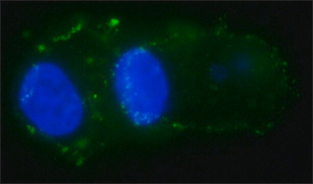 抗VEpCAM ICD 抗体，小鼠单克隆 clone 4A7, purified from hybridoma cell culture