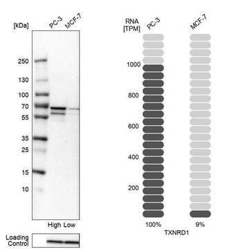 抗TXNRD1抗体 ウサギ宿主抗体 Prestige Antibodies&#174; Powered by Atlas Antibodies, affinity isolated antibody, buffered aqueous glycerol solution