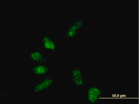 Anti-GTF2B antibody produced in mouse purified immunoglobulin, buffered aqueous solution