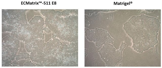 Substrat de laminine ECMatrix-511&nbsp;E8 Xeno-free laminin-511 coating for feeder-free pluripotent stem cell cultures, 100 mL (CHO-S derived, Ready-to-use)