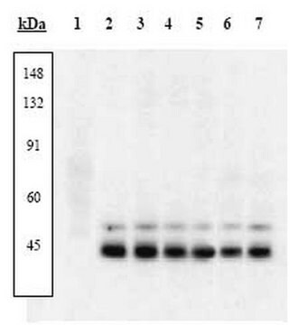 PhosphoDetect Anti-p38-MAP-Kinase (pThr&#185;&#8312;&#8304;, pTyr&#185;&#8312;&#178;) Kaninchen pAb liquid, Calbiochem&#174;