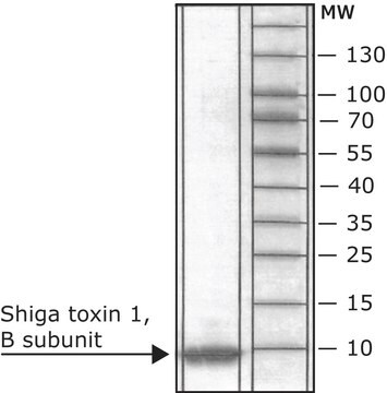 Shiga-Toxin 1, B-Untereinheit recombinant, expressed in E. coli, &#8805;95% (SDS-PAGE)