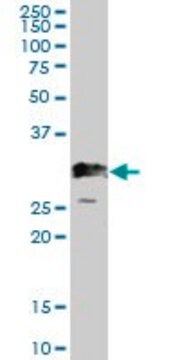 Anti-PDGFB antibody produced in mouse purified immunoglobulin, buffered aqueous solution