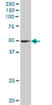 Anti-SCRN2 antibody produced in mouse IgG fraction of antiserum, buffered aqueous solution