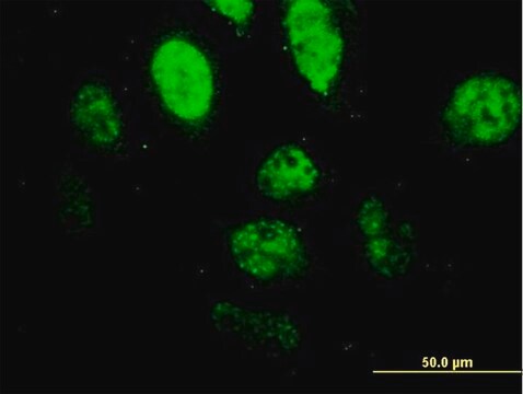 Monoclonal Anti-SPI1, (N-terminal) antibody produced in mouse clone 2G1, purified immunoglobulin, buffered aqueous solution