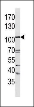 Anti-LGR5 (N-term) antibody produced in rabbit IgG fraction of antiserum, buffered aqueous solution