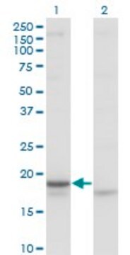 Monoclonal Anti-CRH antibody produced in mouse clone 2B11, purified immunoglobulin, buffered aqueous solution