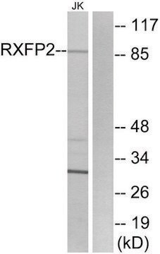 Anti-RXFP2 antibody produced in rabbit affinity isolated antibody