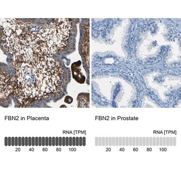 Anti-FBN2 antibody produced in rabbit Prestige Antibodies&#174; Powered by Atlas Antibodies, affinity isolated antibody, buffered aqueous glycerol solution