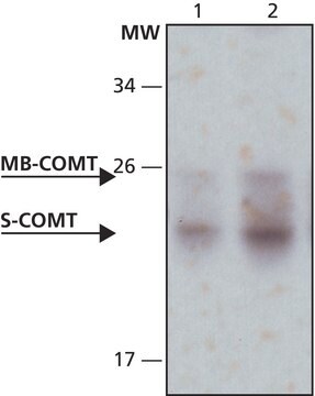 抗-COMT 兔抗 IgG fraction of antiserum, buffered aqueous solution