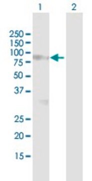 Anti-SPHK2 antibody produced in mouse purified immunoglobulin, buffered aqueous solution