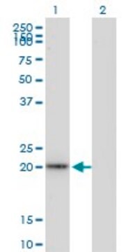 Monoclonal Anti-TAGLN antibody produced in mouse clone 1D11, purified immunoglobulin, buffered aqueous solution