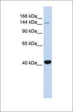 Anti-JAK3 antibody produced in rabbit affinity isolated antibody