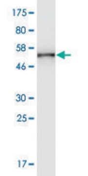 Monoclonal Anti-SH3GL2 antibody produced in mouse clone 2C4, ascites fluid, solution