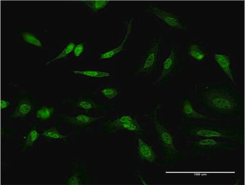 Monoclonal Anti-ID1 antibody produced in mouse clone 3F3, purified immunoglobulin, buffered aqueous solution