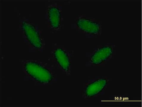 Anti-ZIM2 antibody produced in mouse purified immunoglobulin, buffered aqueous solution