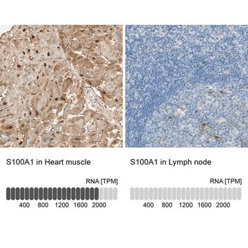 Anti-S100A1 antibody produced in rabbit Prestige Antibodies&#174; Powered by Atlas Antibodies, affinity isolated antibody, buffered aqueous glycerol solution