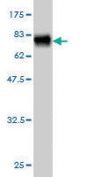 Monoclonal Anti-NADK antibody produced in mouse clone 5F4, purified immunoglobulin, buffered aqueous solution