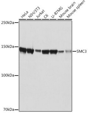 Anty-SMC3