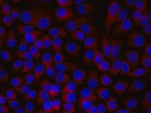 モノクロナール抗パキシリン マウス宿主抗体 clone PXC-10, ascites fluid