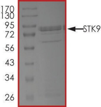 STK9 Protein recombinant