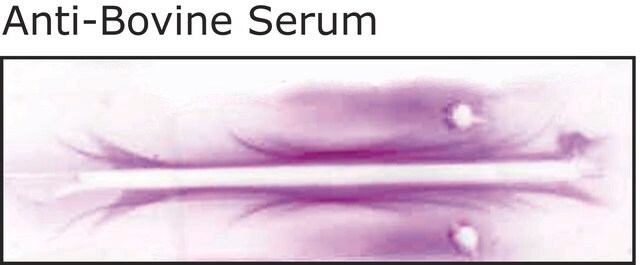 抗ウシ血清 ウサギ宿主抗体 fractionated antiserum, lyophilized powder