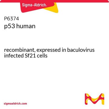 p53 ヒト recombinant, expressed in baculovirus infected Sf21 cells