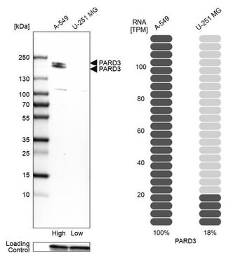 Anti-PARD3 antibody produced in rabbit Prestige Antibodies&#174; Powered by Atlas Antibodies, affinity isolated antibody, buffered aqueous glycerol solution