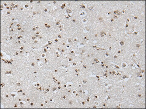 Anti-NANOG affinity isolated antibody