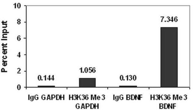 ChIPAb+ Trimethyl-Histone H3 (Lys36) - ChIP Validated Antibody and Primer Set, rabbit monoclonal from rabbit