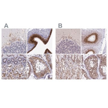 抗GOLGA5 ウサギ宿主抗体 affinity isolated antibody, buffered aqueous glycerol solution