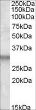 Anti-ITM2B antibody produced in goat affinity isolated antibody, buffered aqueous solution