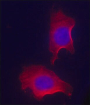 Anti-RACK1 (N-terminal) IgG fraction of antiserum, buffered aqueous solution