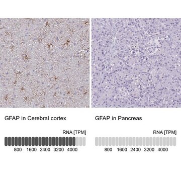 抗 GFAP 兔抗 Prestige Antibodies&#174; Powered by Atlas Antibodies, affinity isolated antibody, buffered aqueous glycerol solution