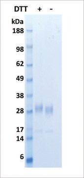 FGF-7 human recombinant, expressed in human cells, &#8805;95% (SDS-PAGE)