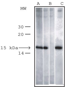 抗 磷酸化组蛋白 H2AX (pSer 139 ) 兔抗 IgG fraction of antiserum, buffered aqueous solution