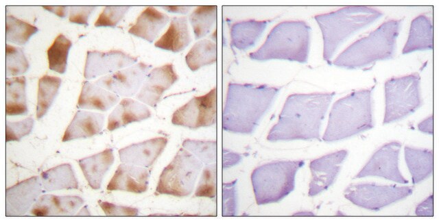 Anti-Actin-pan antibody produced in rabbit affinity isolated antibody