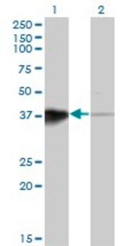 Monoclonal Anti-HOXB5 antibody produced in mouse clone 3F10, purified immunoglobulin, buffered aqueous solution