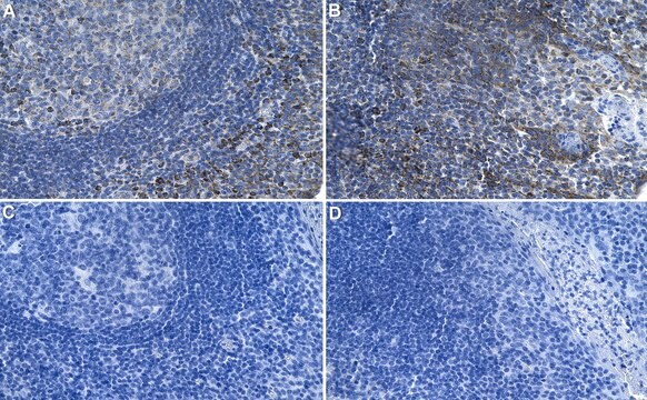 Przeciwciało anty-CXCL12/SDF1, klon 5I2 10889 Królik monoklonalny recombinant, expressed in HEK 293 cells