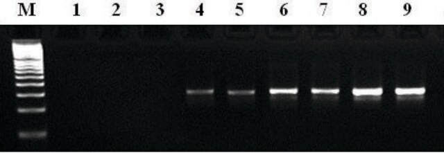 Taq ADN polymérase MTP&#8482; Taq DNA Polymerase, free of DNA contaminants