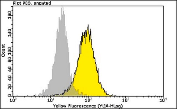 Anti-phospho-ATM (Ser1981) Antibody, clone 10H11.E12 PE conjugate clone 10H11.E12, from mouse, PE