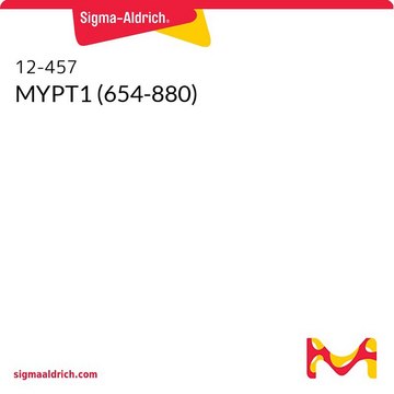 MYPT1 (654-880)