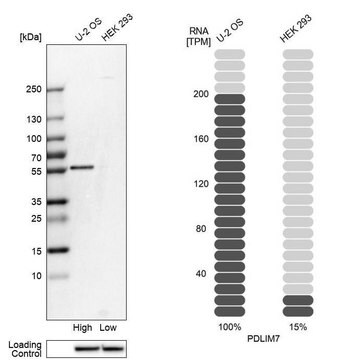 Anti-PDLIM7 antibody produced in rabbit Prestige Antibodies&#174; Powered by Atlas Antibodies, affinity isolated antibody, buffered aqueous glycerol solution